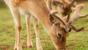Fencing proposed as key measure to tackle growing deer population in Leitrim