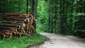 Public meeting for forest owners in Leitrim tonight following Storm Éowyn