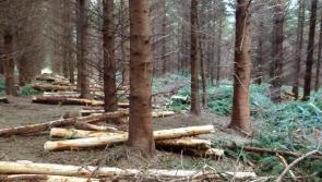 Call for Leitrim community representation in forestry taskforce
