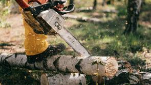 Funding sought for Leitrim farmers to remove dangerous trees