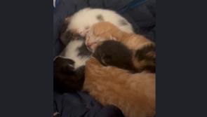 Leitrim Animal Welfare Centre issues plea after tragic arrival of orphaned kittens