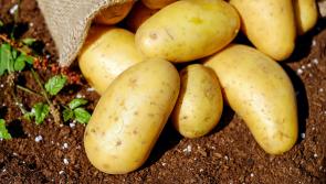 Potato blight warning issued for Leitrim farmers