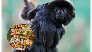 OPINION: New rule at Dublin Zoo is just another example of rip-off Ireland