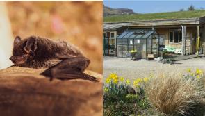 Bat Conservation Ireland brings evening workshop to Leitrim this Saturday