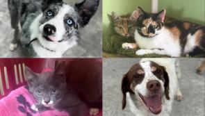 Volunteer opportunities open soon at Leitrim’s only animal shelter