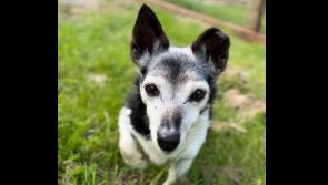 Happiness at Leitrim animal shelter as senior dog finds forever home