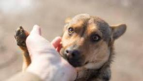 Leitrim Animal Welfare Centre launches appeal for short-term foster owners