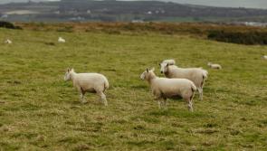 Major boost for Leitrim farmers as sheep scheme payments roll out across northwest