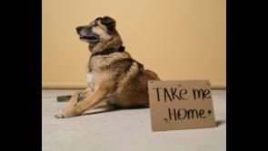 Leitrim Animal Welfare receives thousands in Government funding 