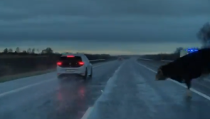 WATCH: Terrifying moment driver narrowly avoids crash with loose cow on Irish motorway