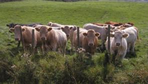 Strong manufacturing beef market demand leaves factories looking for cattle
