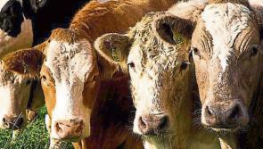 New Beef Welfare Scheme is a support to service providers, not farmers says IFA