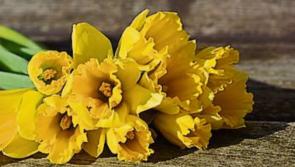 Daffodil Day with a difference
