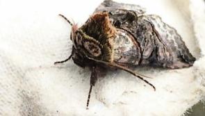 REVEALED: Surge in moth infestations in Irish homes 