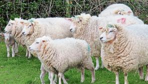 Sheep sector crisis meeting to take place in Carrick-on-Shannon