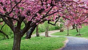 Concern that trees pose danger to overhead wires in Carrick-on-Shannon