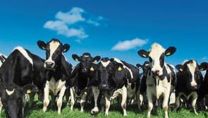 Just over 1% of Irish farms are organic, CSO reveals