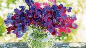 Gardening: Making the most of the garden in the summer weather