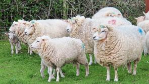 Call for dog owners to keep pets under control following attack on sheep near Boyle