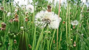 No funding in Leitrim to tackle weeds