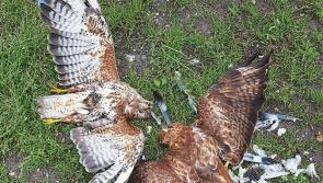 Significant successes by NPWS against wildlife crime in 2023