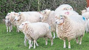 Eight sheep killed by dogs in Mohill