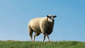 Call for Minister to intervene  on Clean Livestock Policy as Kepak suspends lamb processing