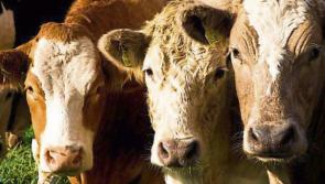 Cattle trade is more stable says IFA