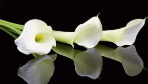 Deaths in Leitrim - February 9, 2017 - evening update