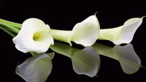 Deaths in Leitrim - February 20, 2017 - evening update