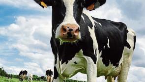 Fancy milking cows in New Zealand for six months?