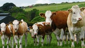 Turkey's suspension of live cattle trade "a further setback for Irish beef farmers" says Leitrim TD