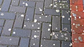 Gum Litter Taskforce Roadshow takes to Leitrim to tackle gum disposal 