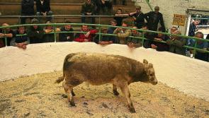 Ireland's first ever virtual mart takes place today 