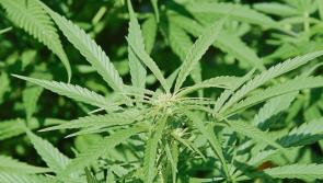 Major drug, cash and cigarette seizure by gardai in Arva