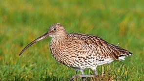 Have you seen the Curlew in Leitrim recently?