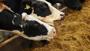 Urgent fodder support needed for farmers in “very difficult year”