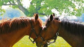 New online Equine Microchip Checker