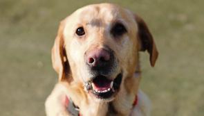 Ten stray dogs seized and four surrendered during December 2017