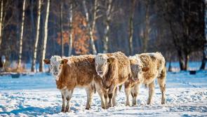 Review of Rural Social Scheme needed - Fallon