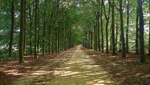 New Forestry Programme a lost opportunity says IFA