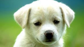 Dogs are not just for Christmas