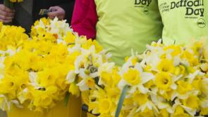 Daffodil Day launch rescheduled for Wednesday