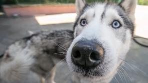 Prepare yourself: Tomorrow is Bring your Dog to Work Day!