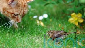 Citrus peel, bells and thorny plants: Expert tips to stop cats killing birds in your garden