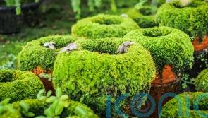 How to make your garden more tactile to boost your wellbeing