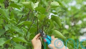 The shrubs you should NOT prune in early spring