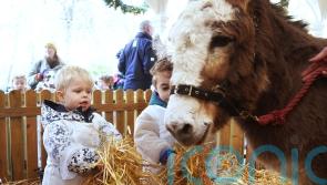 Live animal crib opens in Dublin’s Stephen’s Green park