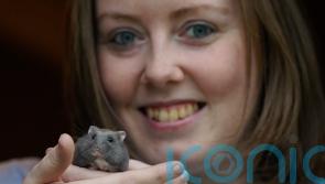 Irish hamster charity advises owners to consider ‘ethical care’ approach