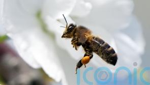 April was third-warmest on record since 1900 – Met Eireann